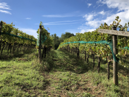 La biodinamica nel vino: visita in cantina con degustazione