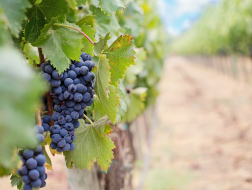 Passeggiata con E-bike e degustazione in una cantina di Bolgheri