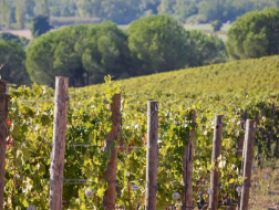 Gli spumanti nella Costa degli Etruschi