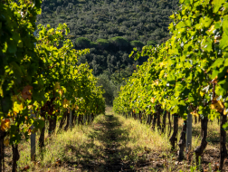 Wine lovers experience in Costa degli Etruschi